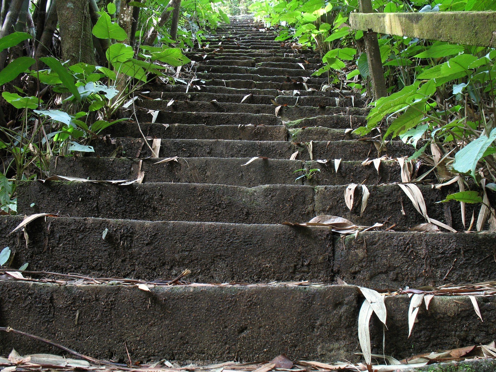 stone stairs in a forest