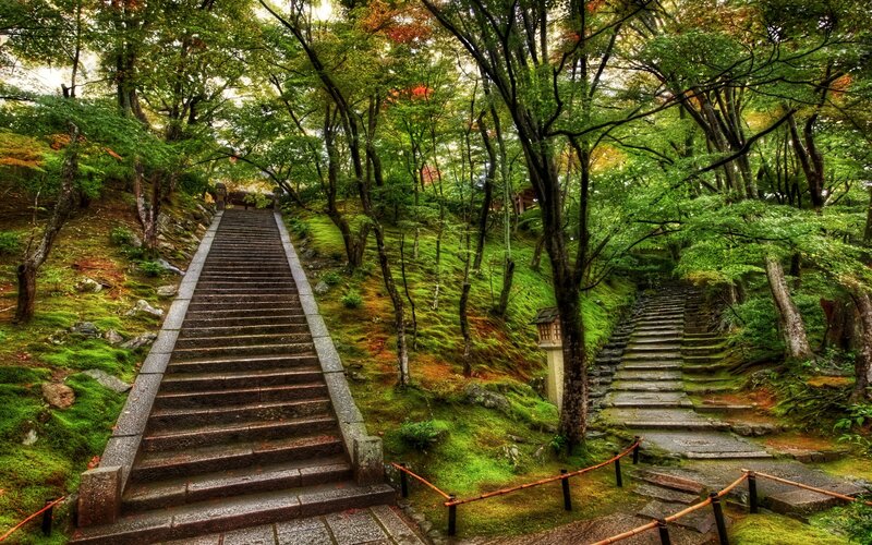 Stone stairs in a forest garden