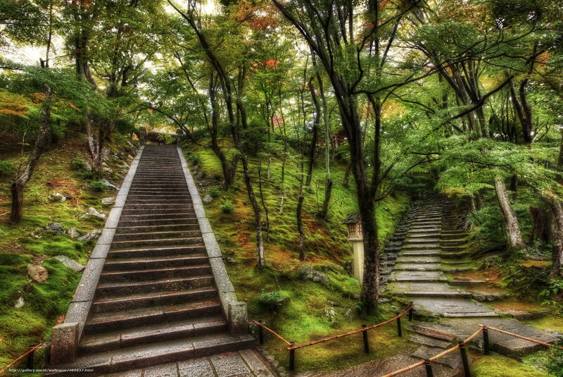 Stone stairs in a forest garden