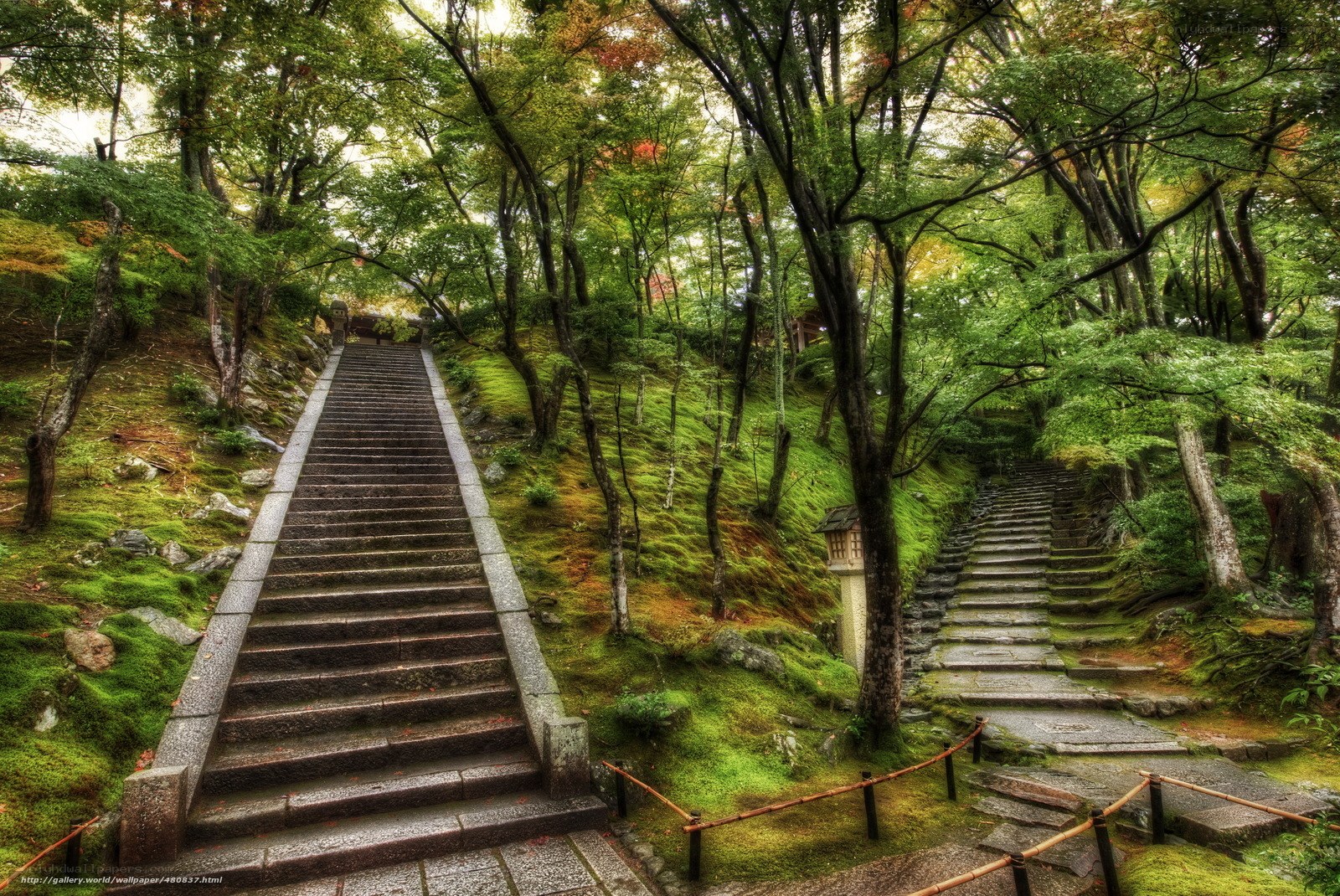 Stone stairs in a forest garden