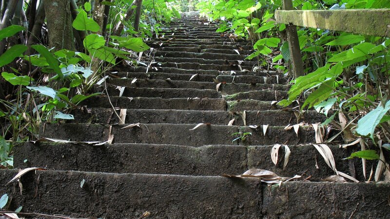 stone stairs in a forest
