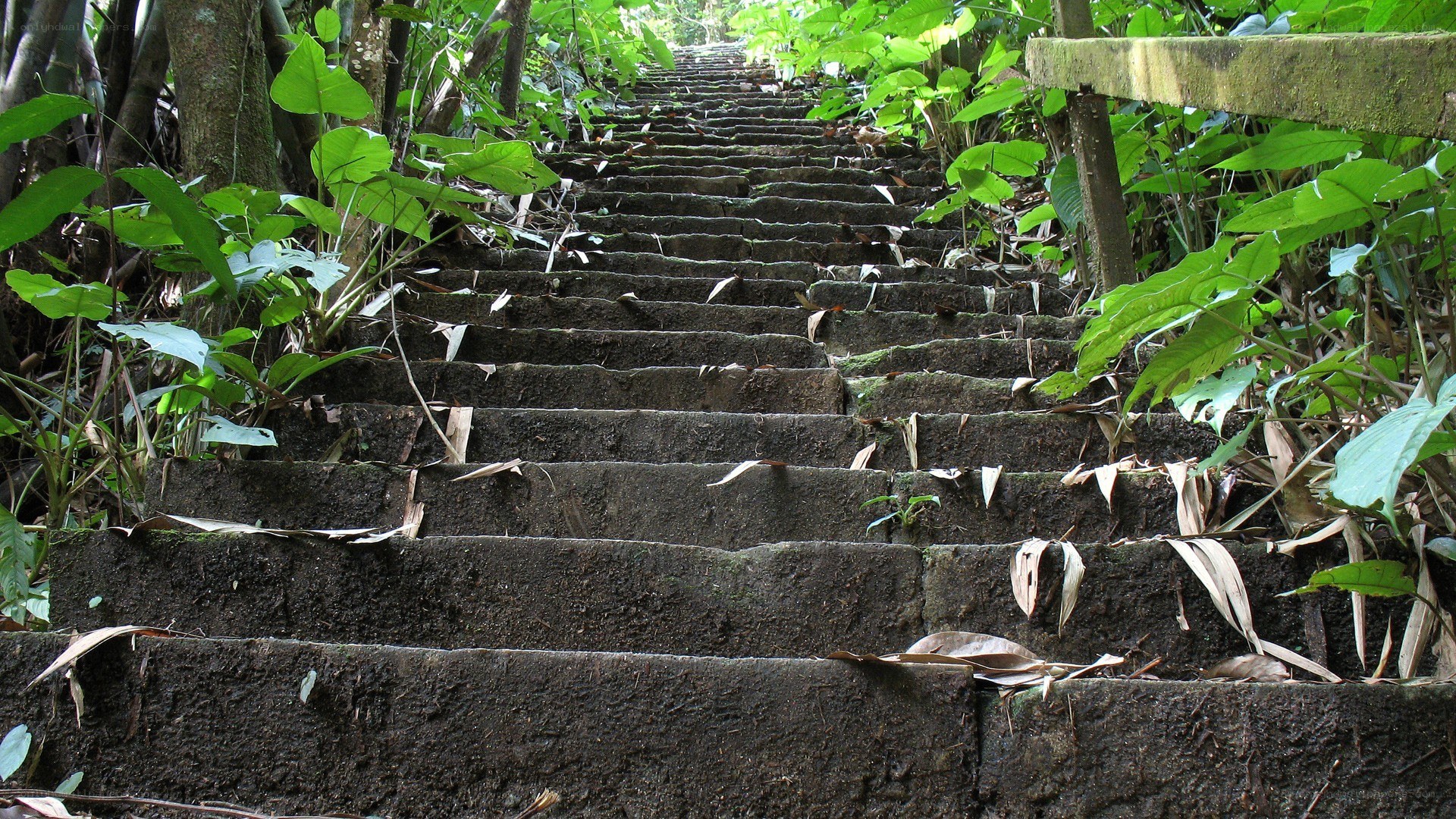 stone stairs in a forest