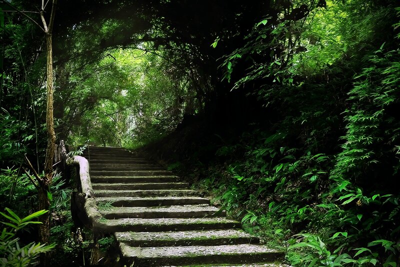 Stone Stairs in Forest — Green, Serene, Afternoon