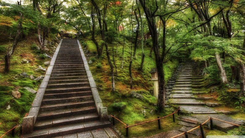 Stone Stairs in Forest — Green, Serene, Autumn, Photograph