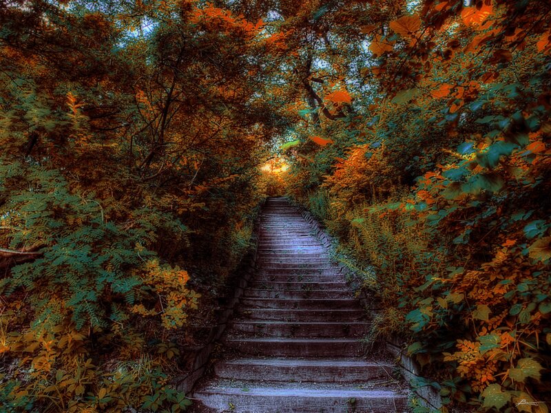 Stone Stairs in Forest — Green, Serene, Autumn, Photograph, Trees