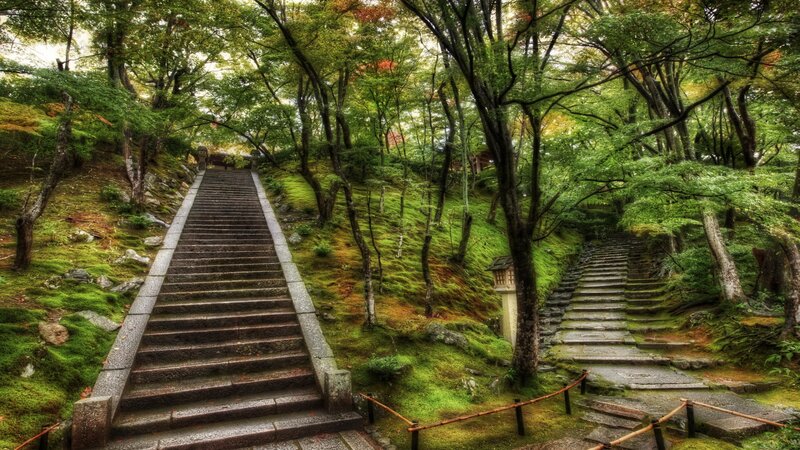 Stone Stairs in Forest — Green