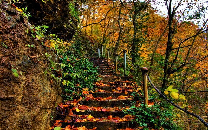 Stone Stairs in Forest — Orange, Serene