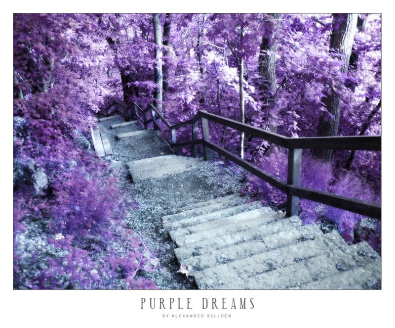 Stone Stairs in Forest — Purple