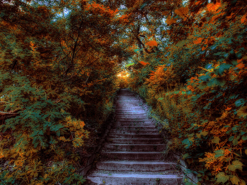 Stone Stairs in Forest