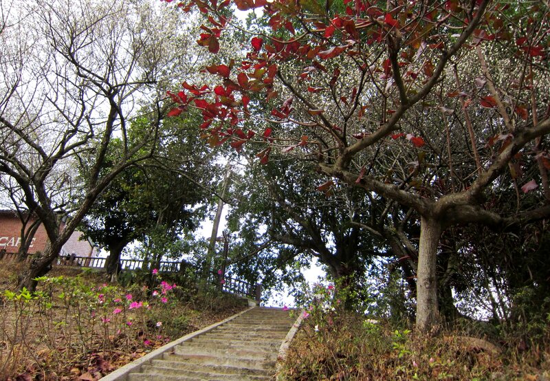 Stone Stairs in Garden — Green