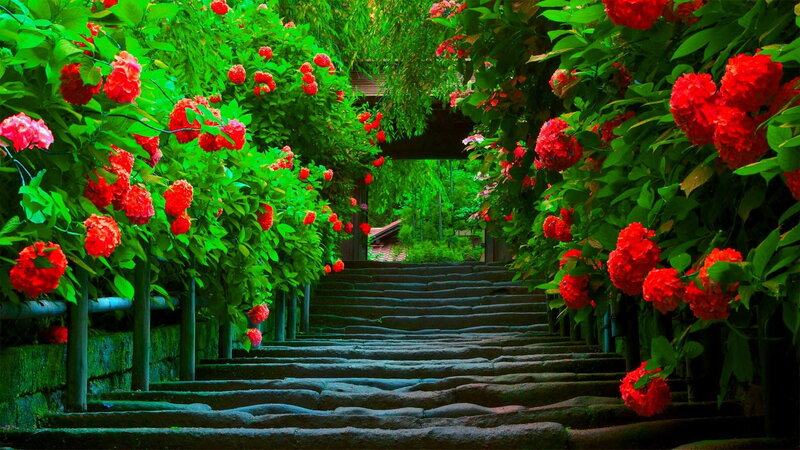 Stone Stairs with Flowers