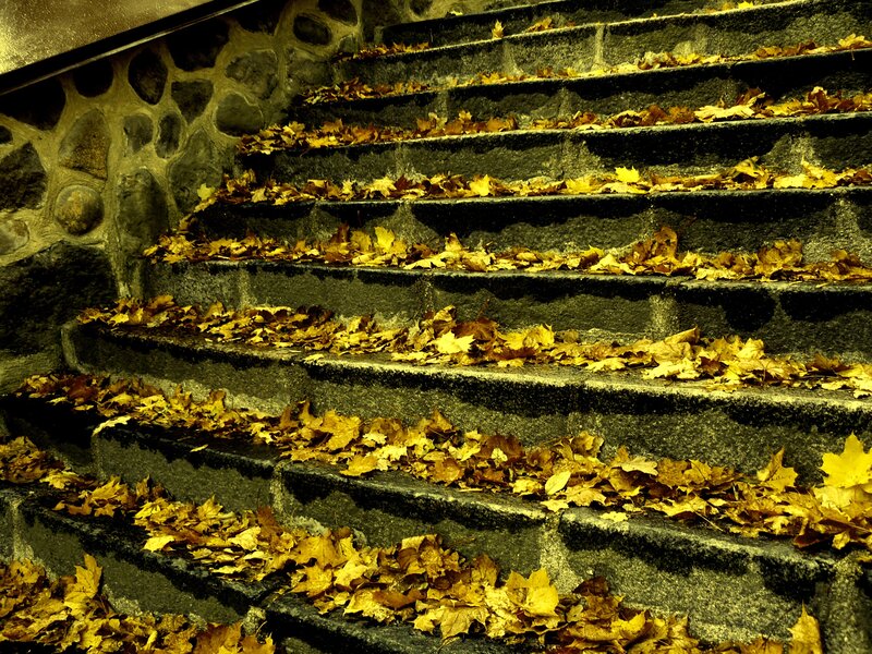Stone Stairs with Leaves