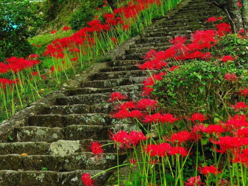 Stone stairs with red flowers