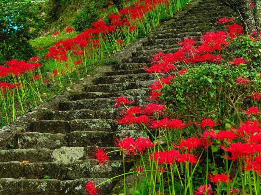 Stone stairs with red flowers
