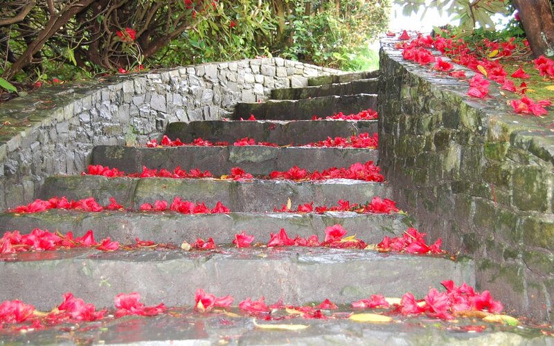 stone stairs with red petals