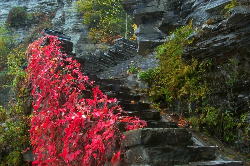 Stone Stairs with Red Vines