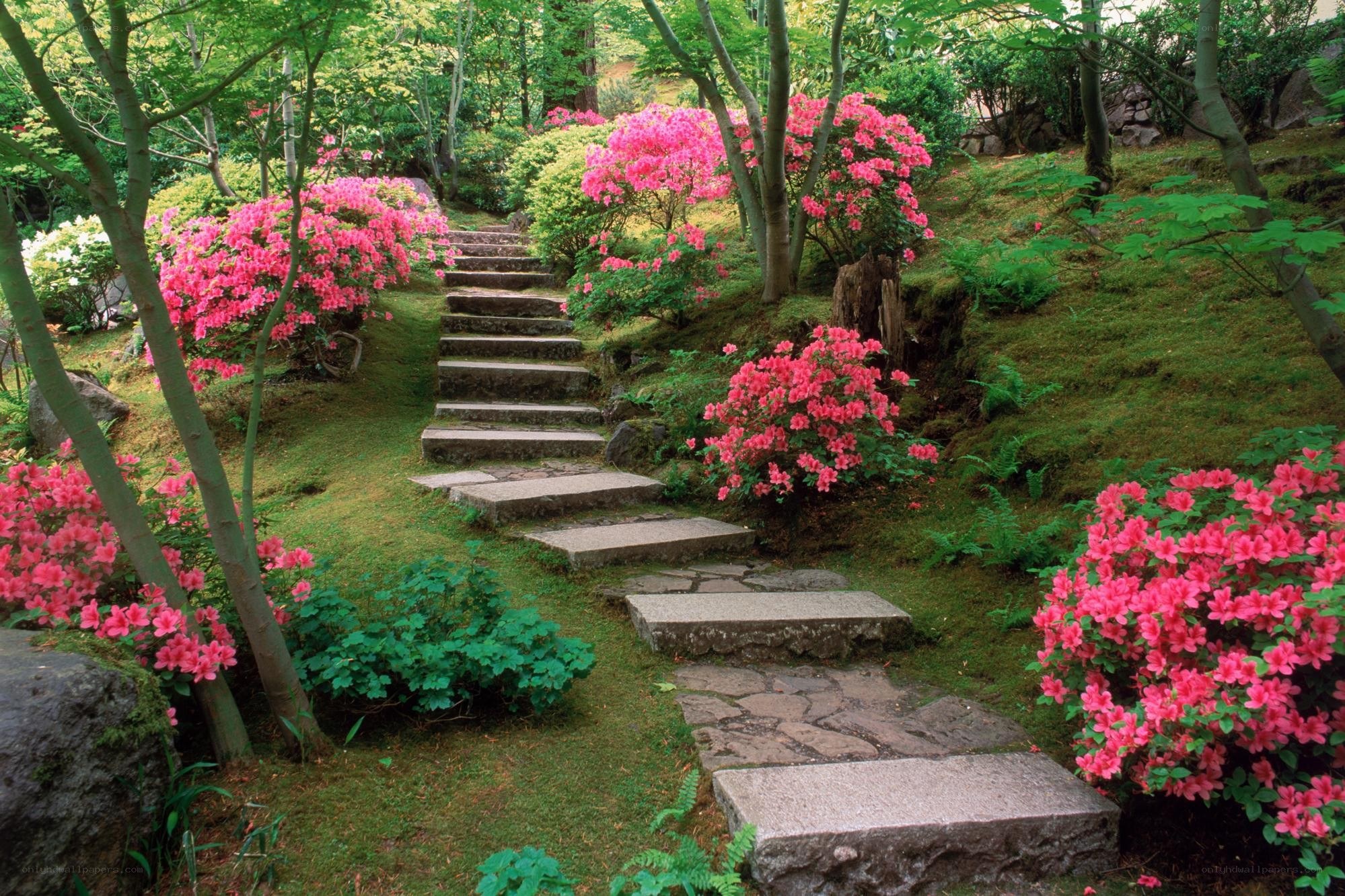Stone steps in a blooming garden