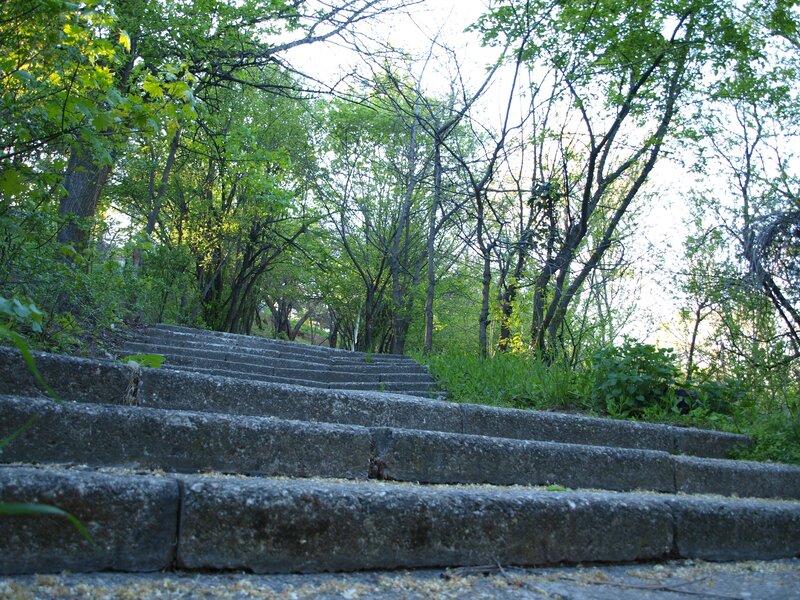 Stone steps in a forest
