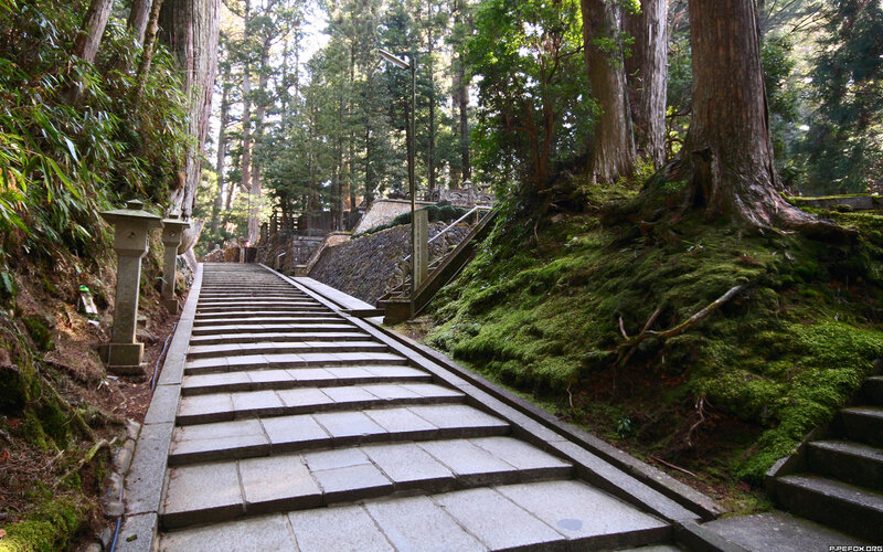 Stone steps in a forest