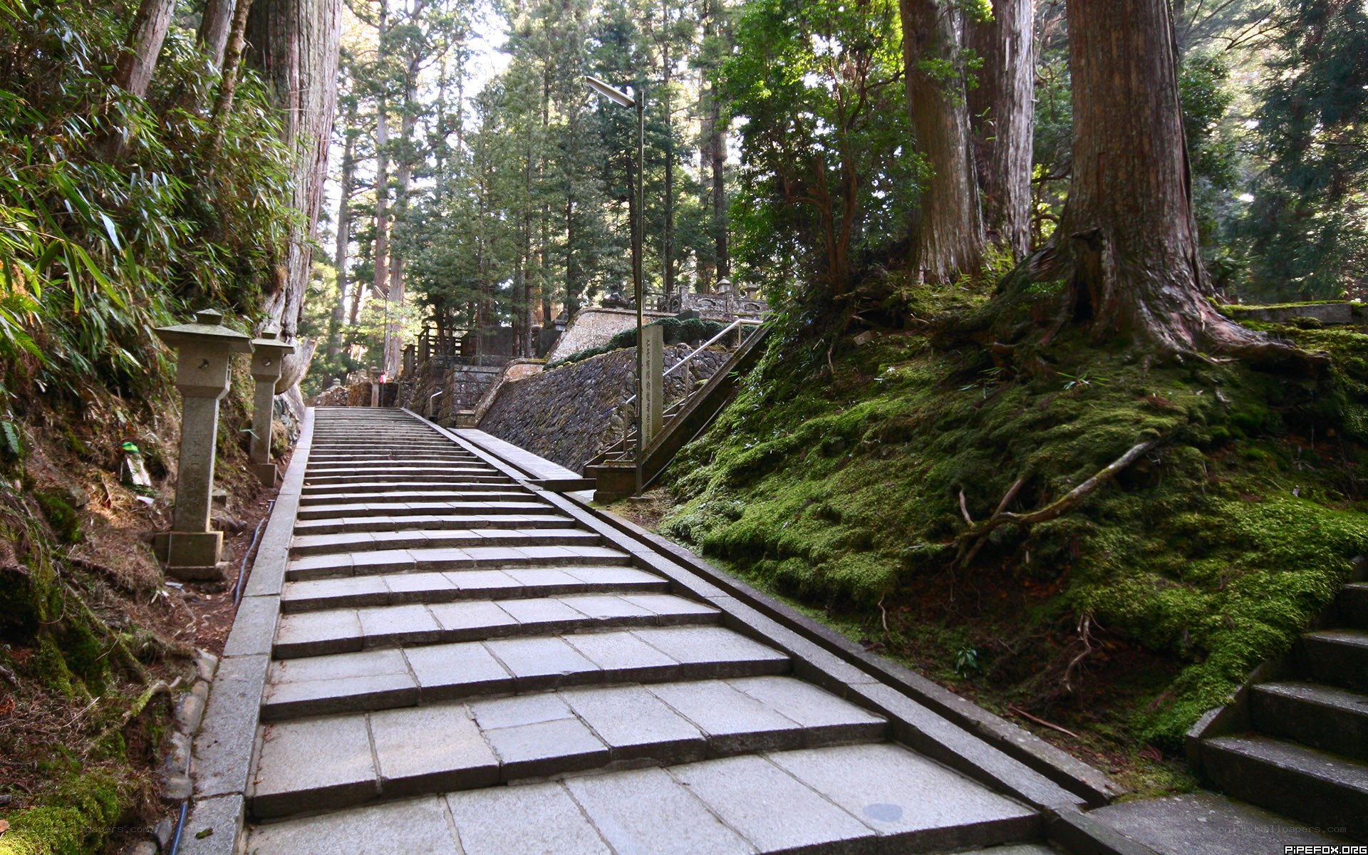 Stone steps in a forest