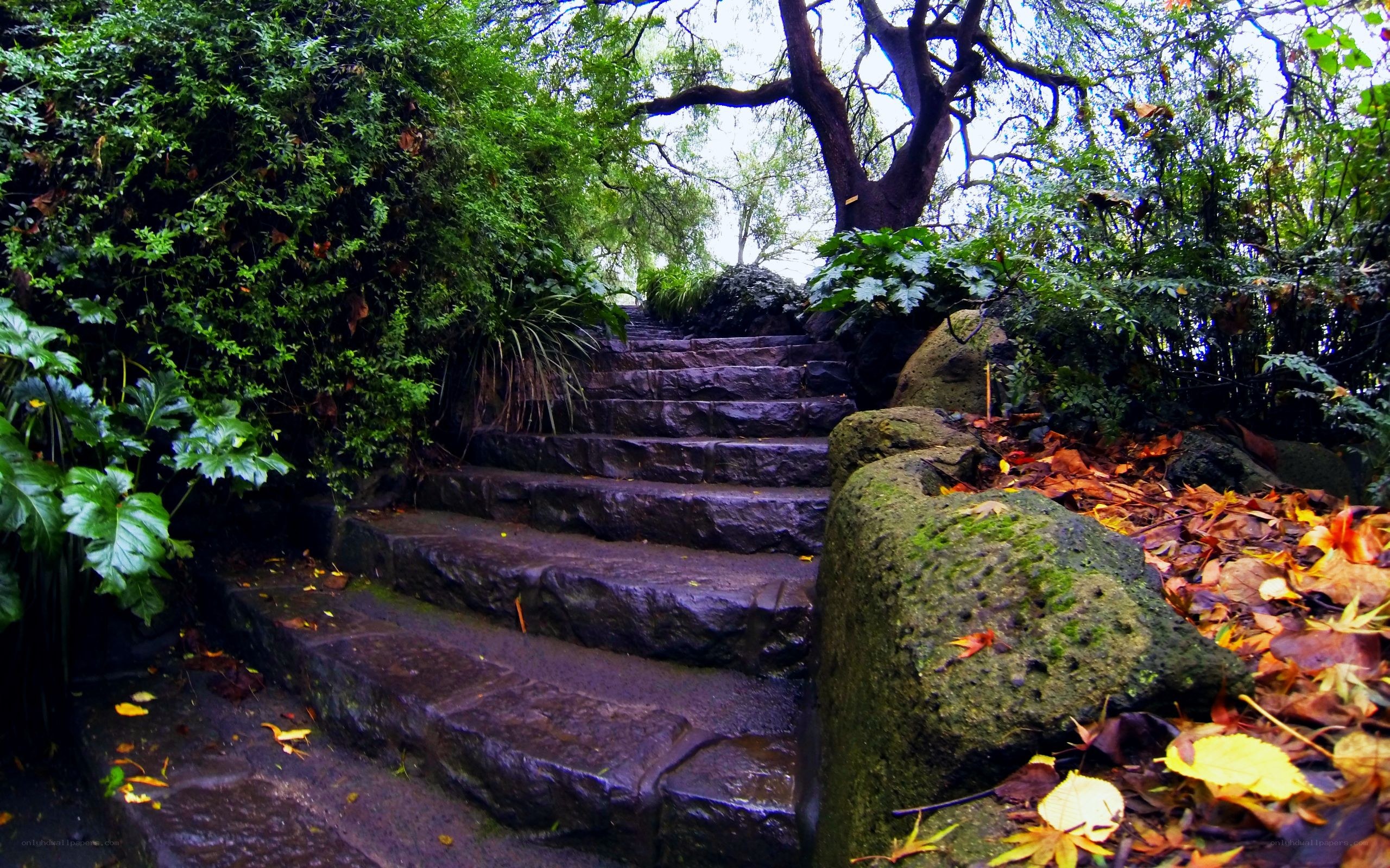 Stone steps in a forest garden