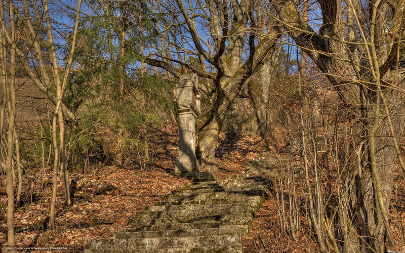 Stone steps in a forest