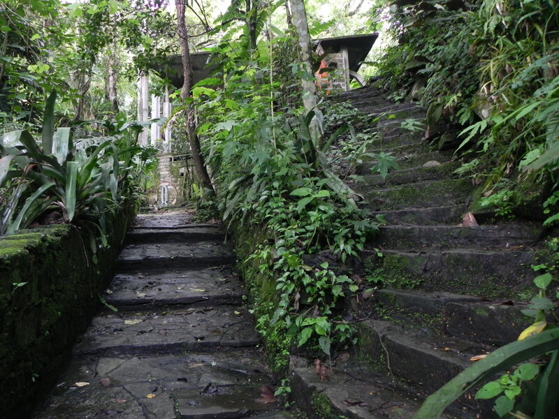 stone steps in a jungle