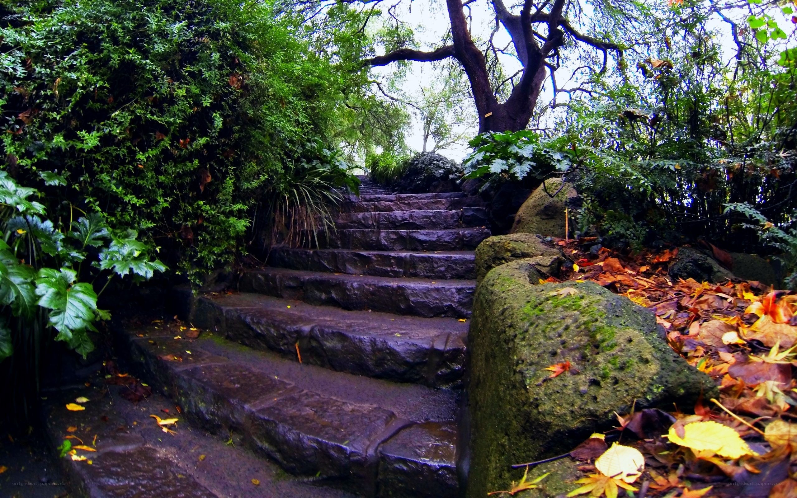 Stone steps in a lush garden