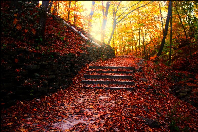 Stone Steps in Autumn Forest — Orange, Serene