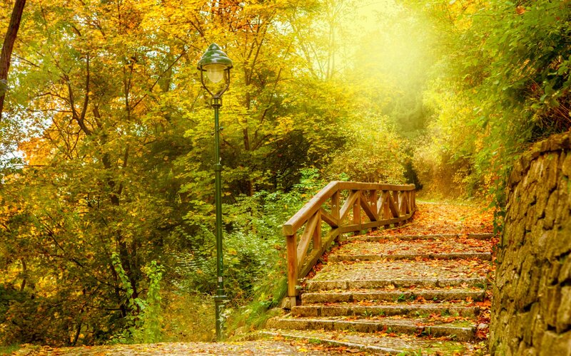 Stone Steps in Autumn Forest — Yellow, Serene
