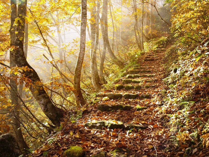 Stone Steps in Autumn Forest — Yellow
