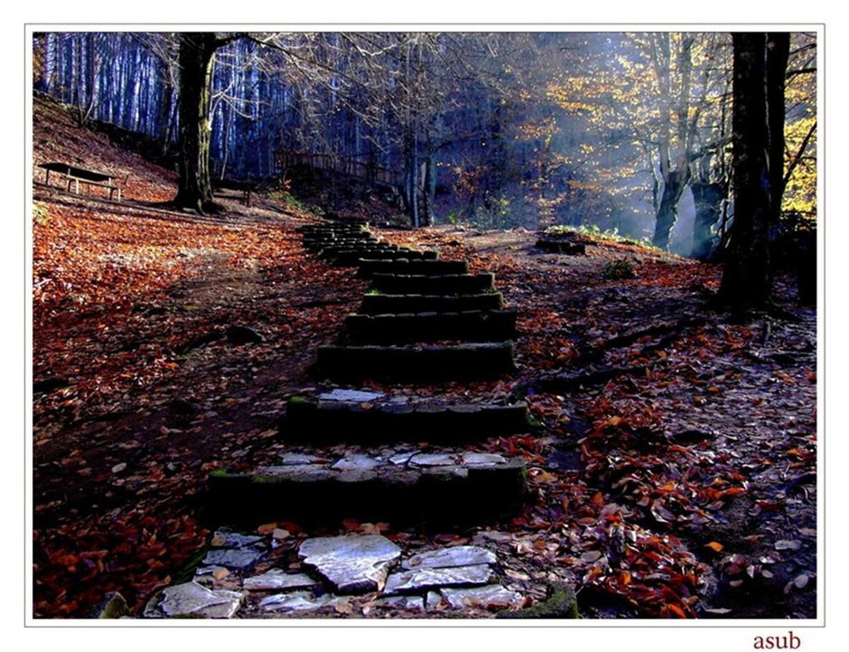 Stone steps in autumn forest