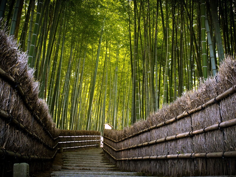 Stone Steps in Bamboo Forest — Green