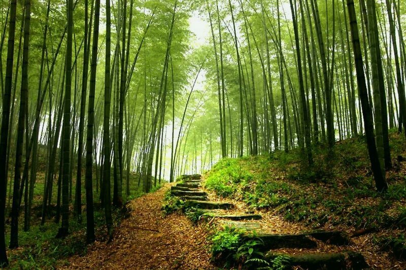 Stone Steps in Bamboo Forest