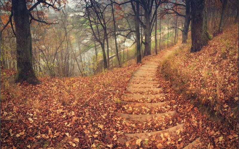 Stone Steps in Forest — Brown, Serene, Autumn, Photograph, Trees