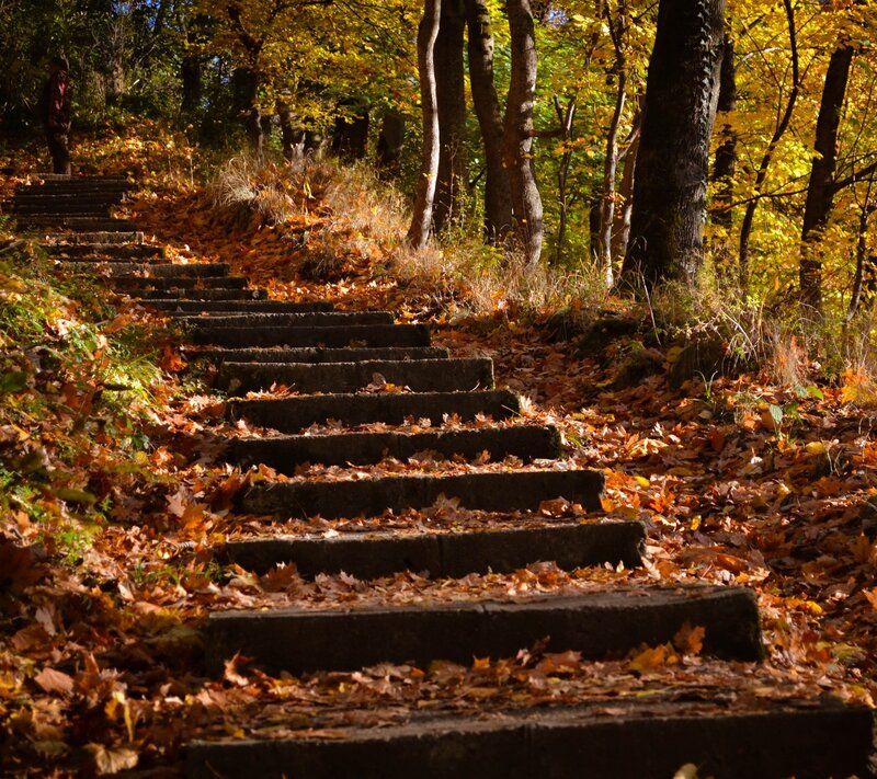 Stone Steps in Forest — Brown, Serene, Autumn