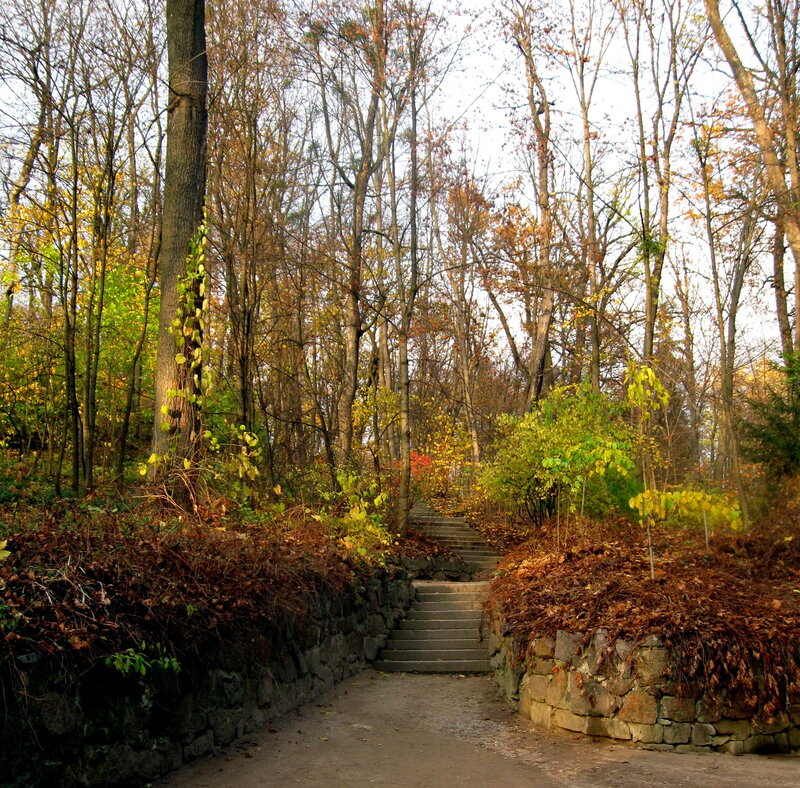 Stone Steps in Forest — Brown, Serene