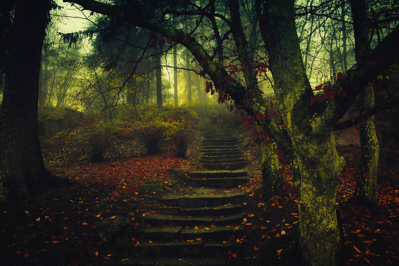 Stone Steps in Forest — Green, Mysterious