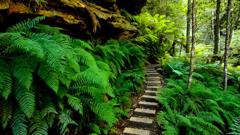Stone Steps in Forest — Green, Serene, Afternoon, Photograph, Fern