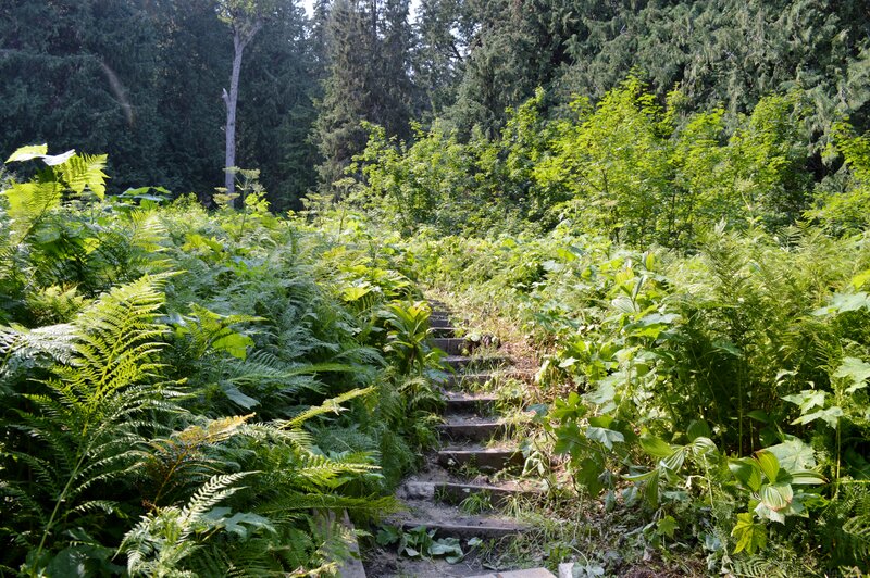 Stone Steps in Forest — Green, Serene, Afternoon, Photograph, Ferns