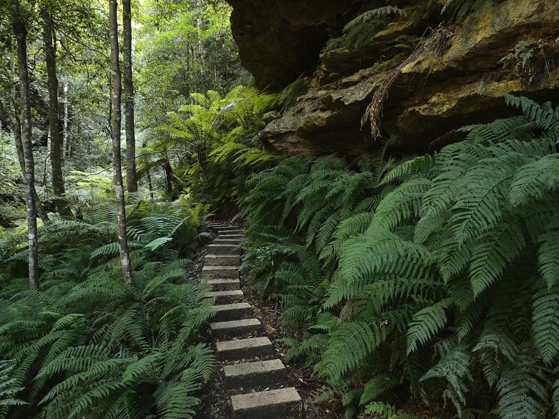 Stone Steps in Forest — Green, Serene, Afternoon, Photograph, Ferns, Trees, Rock