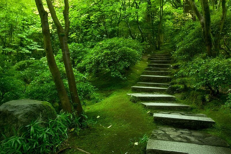 Stone Steps in Forest — Green, Serene, Afternoon, Photograph