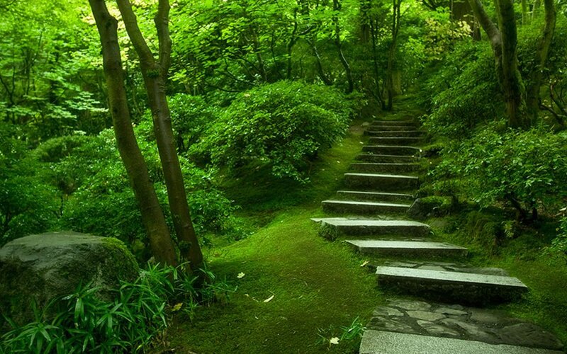 Stone Steps in Forest — Green, Serene, Afternoon, Photograph, Trees, Bushes