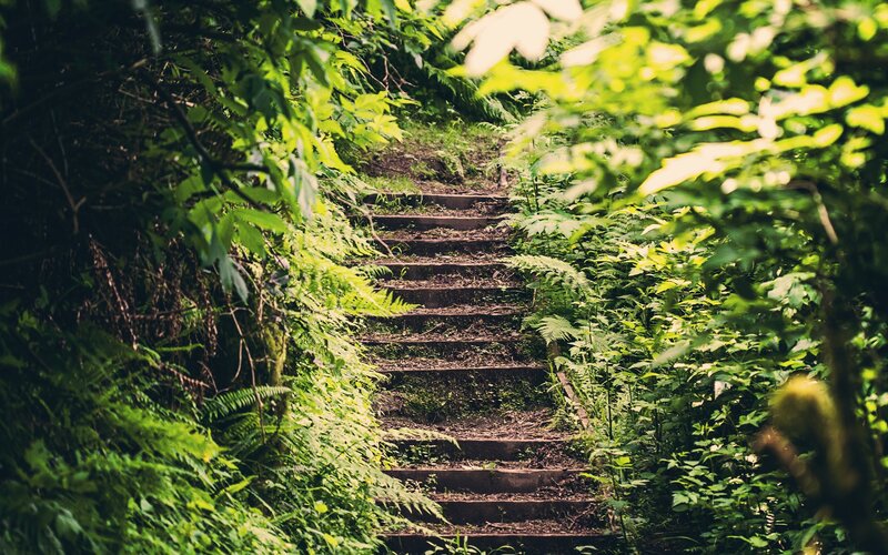 Stone Steps in Forest — Green, Serene, Afternoon, Photograph, Trees, Ferns