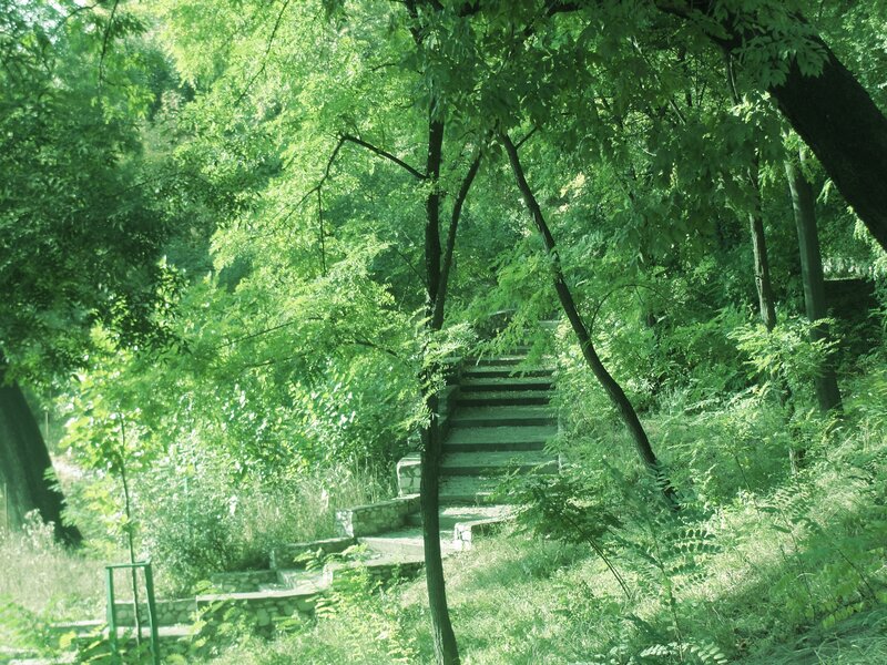 Stone Steps in Forest — Green, Serene, Afternoon, Photograph, Trees