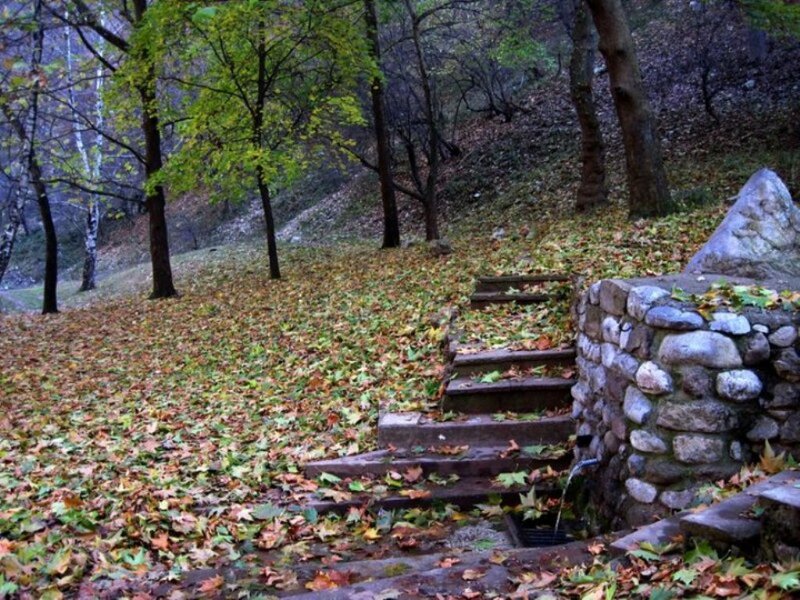 Stone Steps in Forest — Green, Serene, Autumn, Photograph