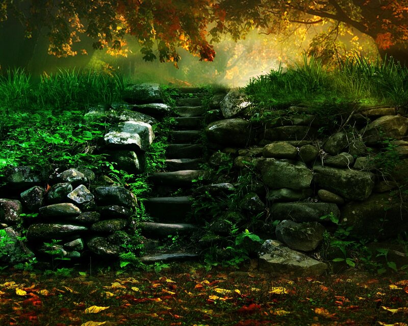 Stone Steps in Forest — Green, Serene, Autumn, Photograph, Trees