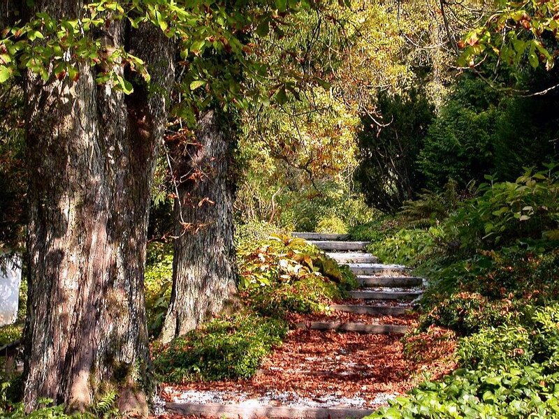 Stone Steps in Forest — Green, Serene, Autumn
