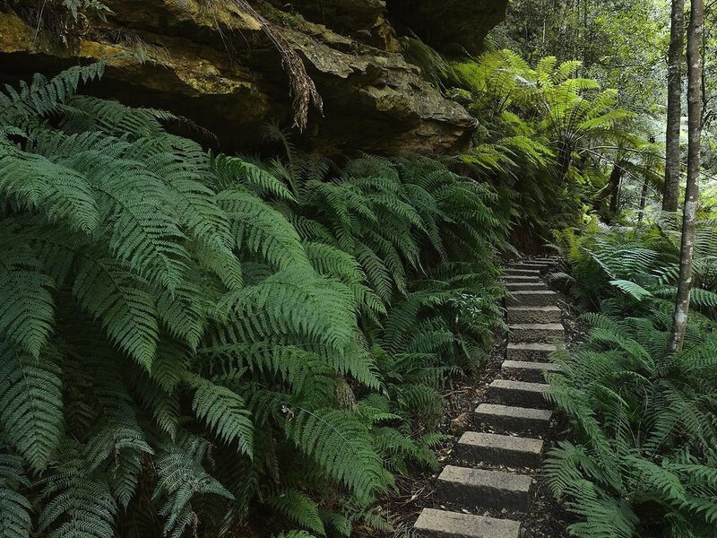 Stone Steps in Forest — Green, Serene, Photograph