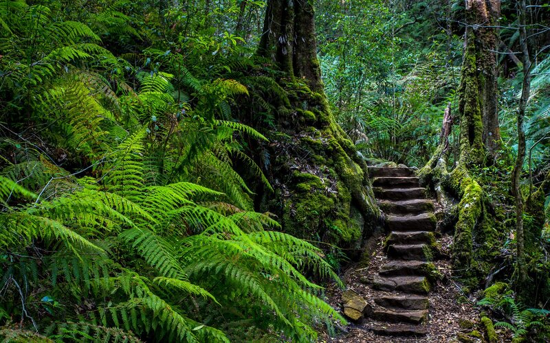Stone Steps in Forest — Green, Serene, Photograph, Trees
